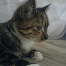 Blanding af racer  » Nala