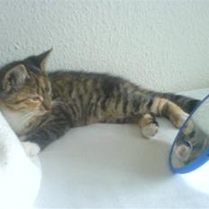 Blanding af racer  » Nala