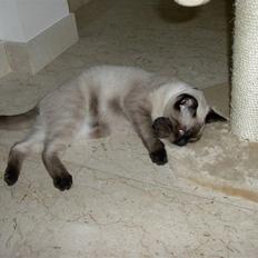 Blanding af racer torden