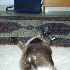 Blanding af racer torden