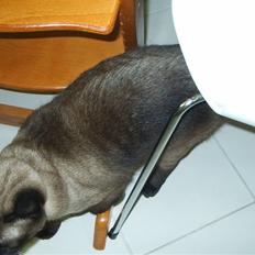 Blanding af racer torden