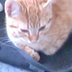 Blanding af racer Beauty