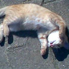 Blanding af racer Beauty