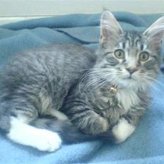 Blanding af racer Chemi