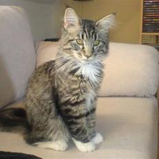 Blanding af racer Chemi