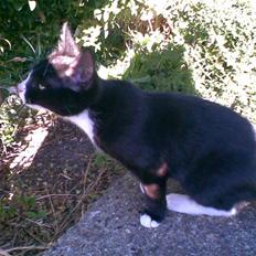 Blanding af racer Figaro