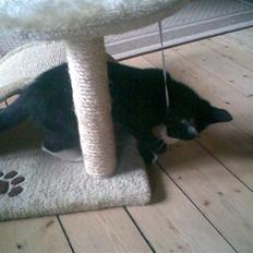 Blanding af racer Figaro