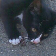 Blanding af racer Figaro