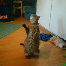 Blanding af racer Sille