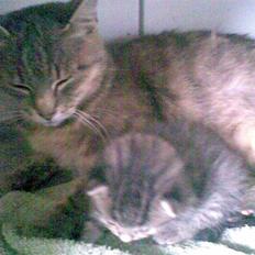 Blanding af racer Sille