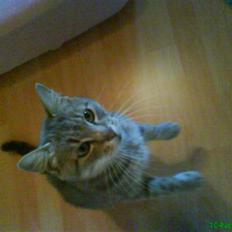 Blanding af racer Sille