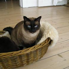 Blanding af racer rosa