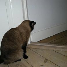 Blanding af racer rosa