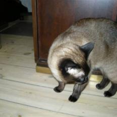 Blanding af racer rosa