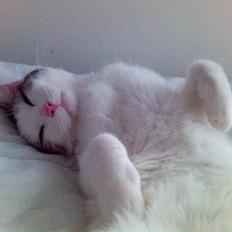 Blanding af racer hannibal