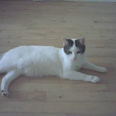 Blanding af racer hannibal