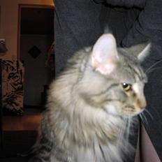 Maine Coon Gabriel