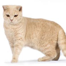 British Shorthair Ch. Creme Elli Cat 4 You