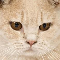British Shorthair Ch. Creme Elli Cat 4 You