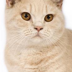 British Shorthair Ch. Creme Elli Cat 4 You