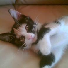 Huskat trikker   R.I.P