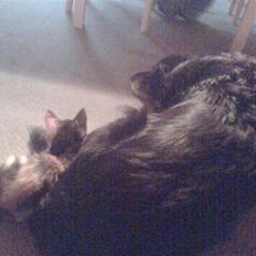 Huskat trikker   R.I.P