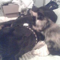 Huskat trikker   R.I.P