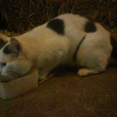 Huskat Plet   (gård-kat)