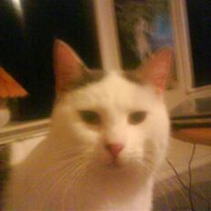 Huskat Plet   (gård-kat)