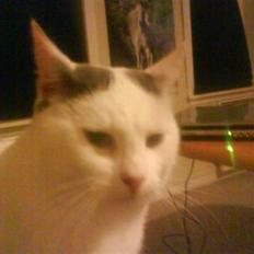 Huskat Plet   (gård-kat)