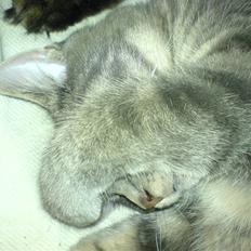 Blanding af racer Lille Mis >solgt<