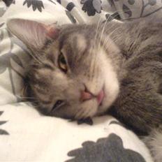 Blanding af racer Lille Mis >solgt<