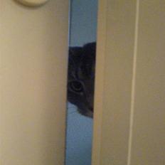 Blanding af racer Lille Mis >solgt<