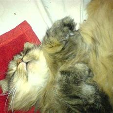 Blanding af racer Cleo >solgt<