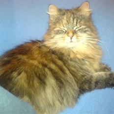 Blanding af racer Cleo >solgt<