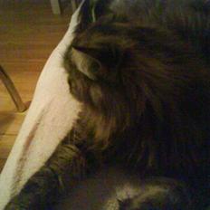 Blanding af racer Cleo >solgt<