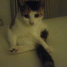 Blanding af racer Bailey