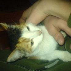 Blanding af racer Bailey