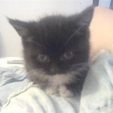 Blanding af racer Mille