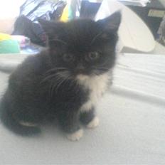 Blanding af racer Mille