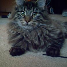 Maine Coon Baloo