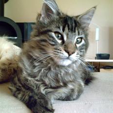 Maine Coon Baloo