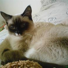 Blanding af racer missen.