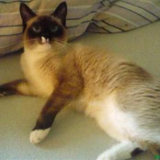 Blanding af racer missen.