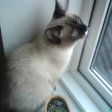 Blanding af racer missen.