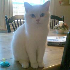 Blanding af racer Olfert