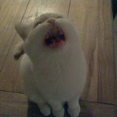 Blanding af racer Olfert