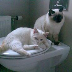 Blanding af racer Olfert