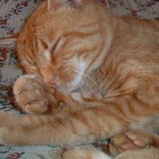 Huskat Tiger      (R.I.P.)