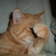 Huskat Tiger      (R.I.P.)